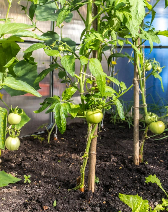 some plants with leaves and green fruits growing out of them