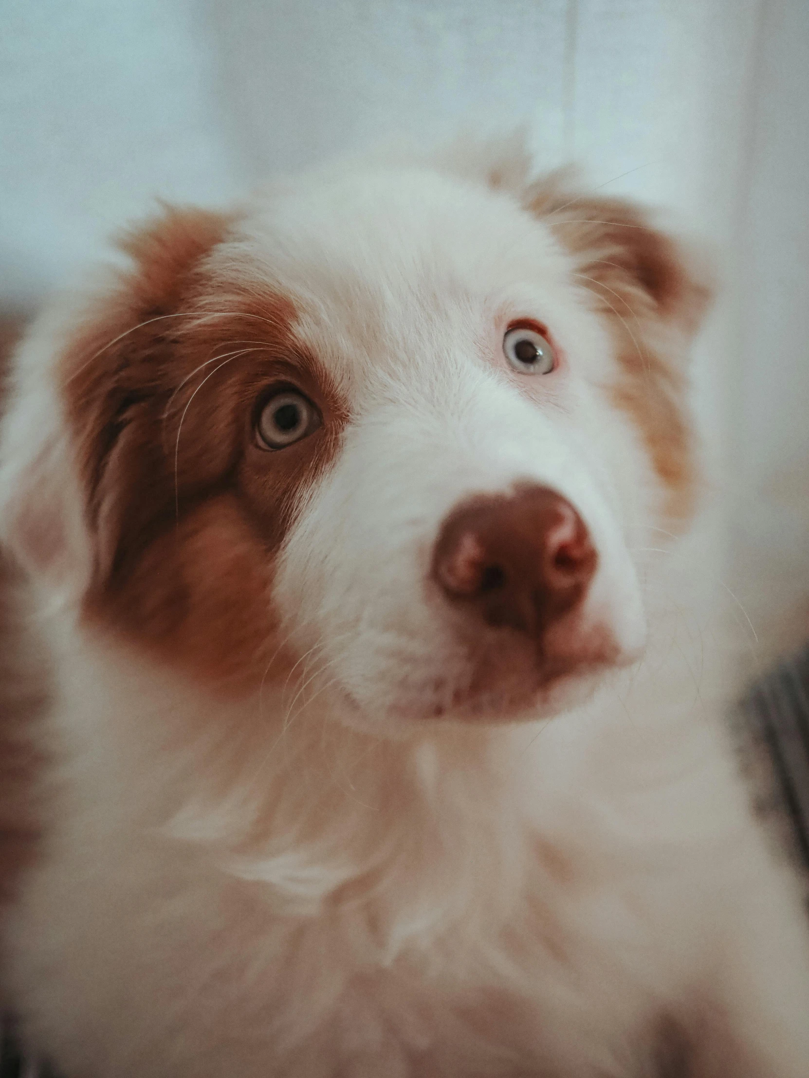 a close up of a dog near the curtain