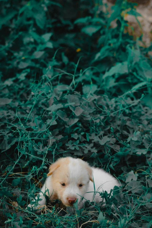 a puppy laying on the ground looking sad