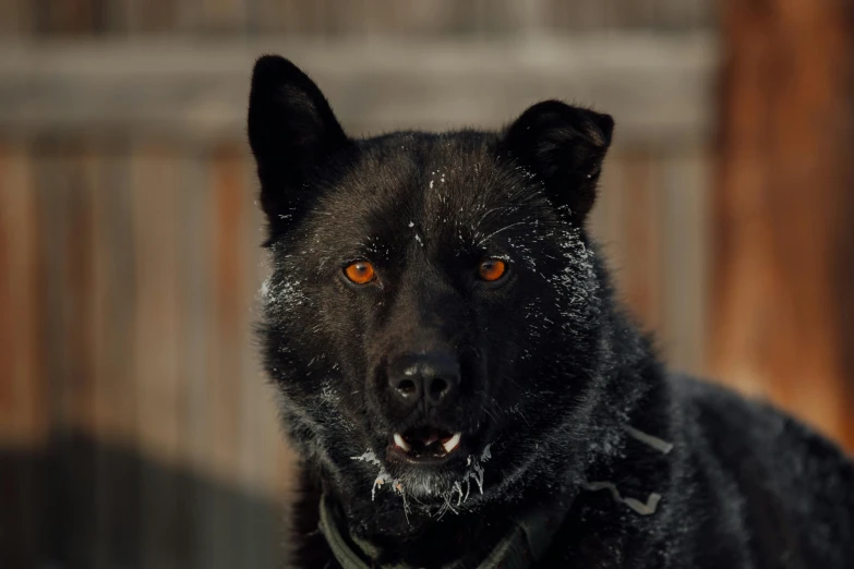 black dog in winter coat stares at the camera