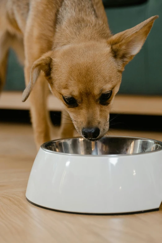 small dog biting into bowl while on the floor