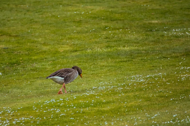 a bird is standing in the grass and eating