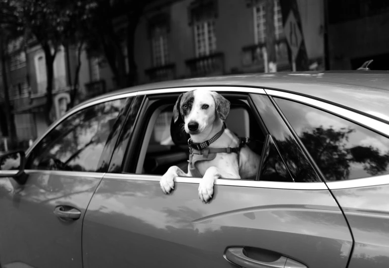 a dog is looking out of the car window