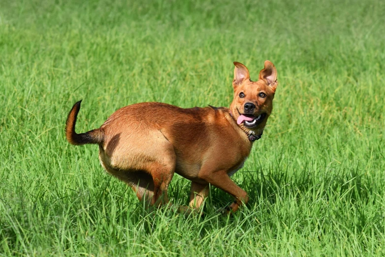 a small dog running through the grass