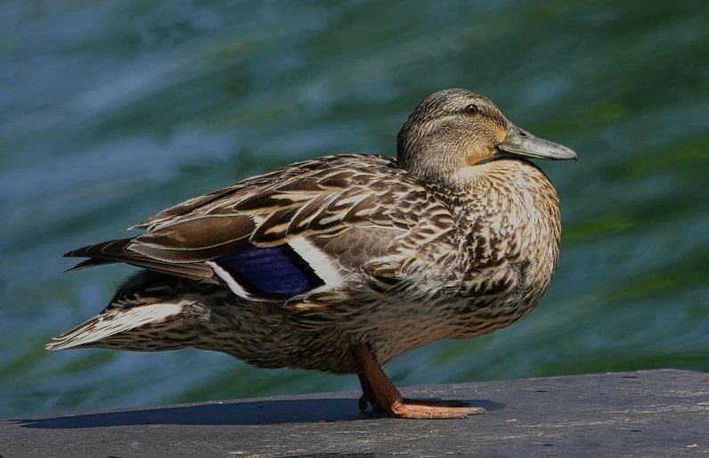 a duck standing near the water with it's head turned