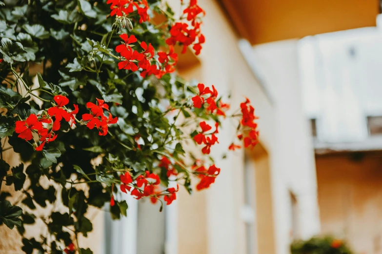 red geraniums hang over a yellow building