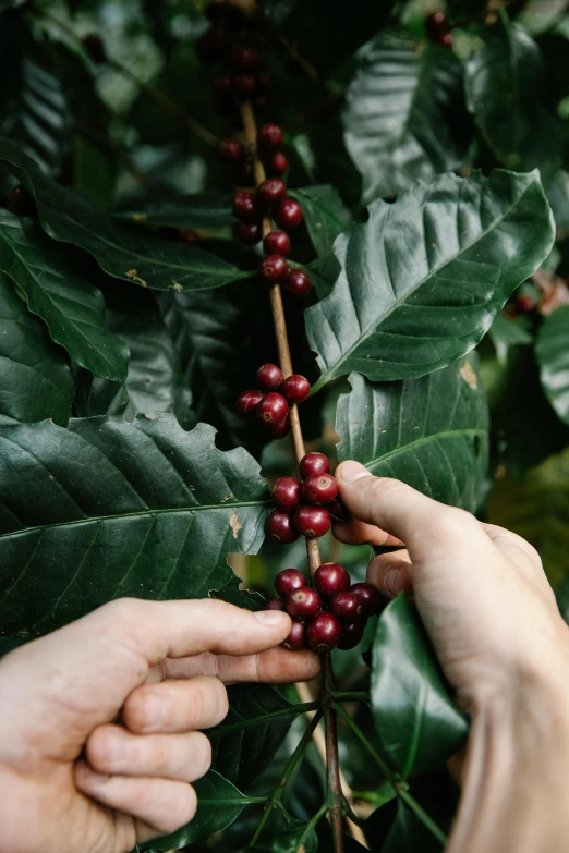 two hands picking red berries off the nches of a tree