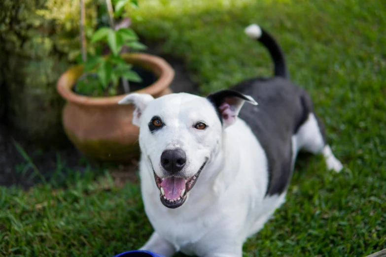 a large white dog standing on top of green grass