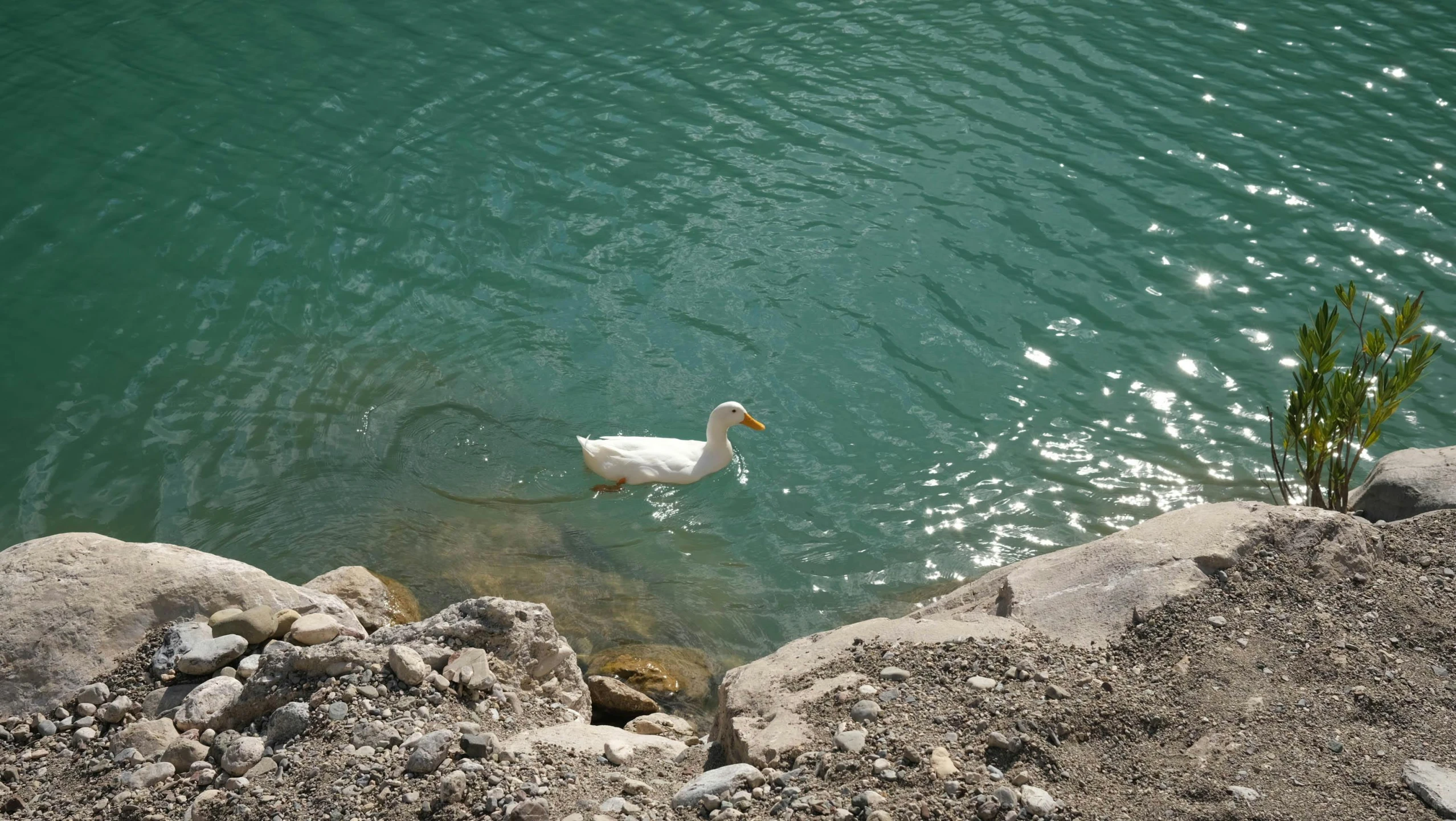 a bird is standing in a large pool