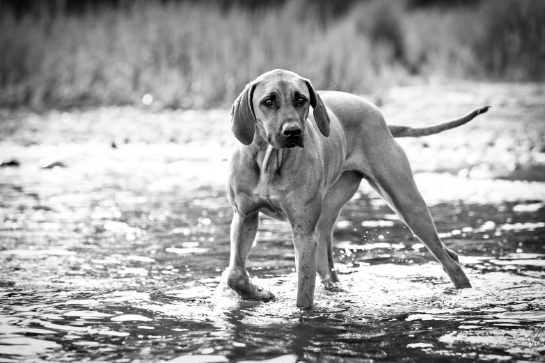 black and white image of a dog standing in water