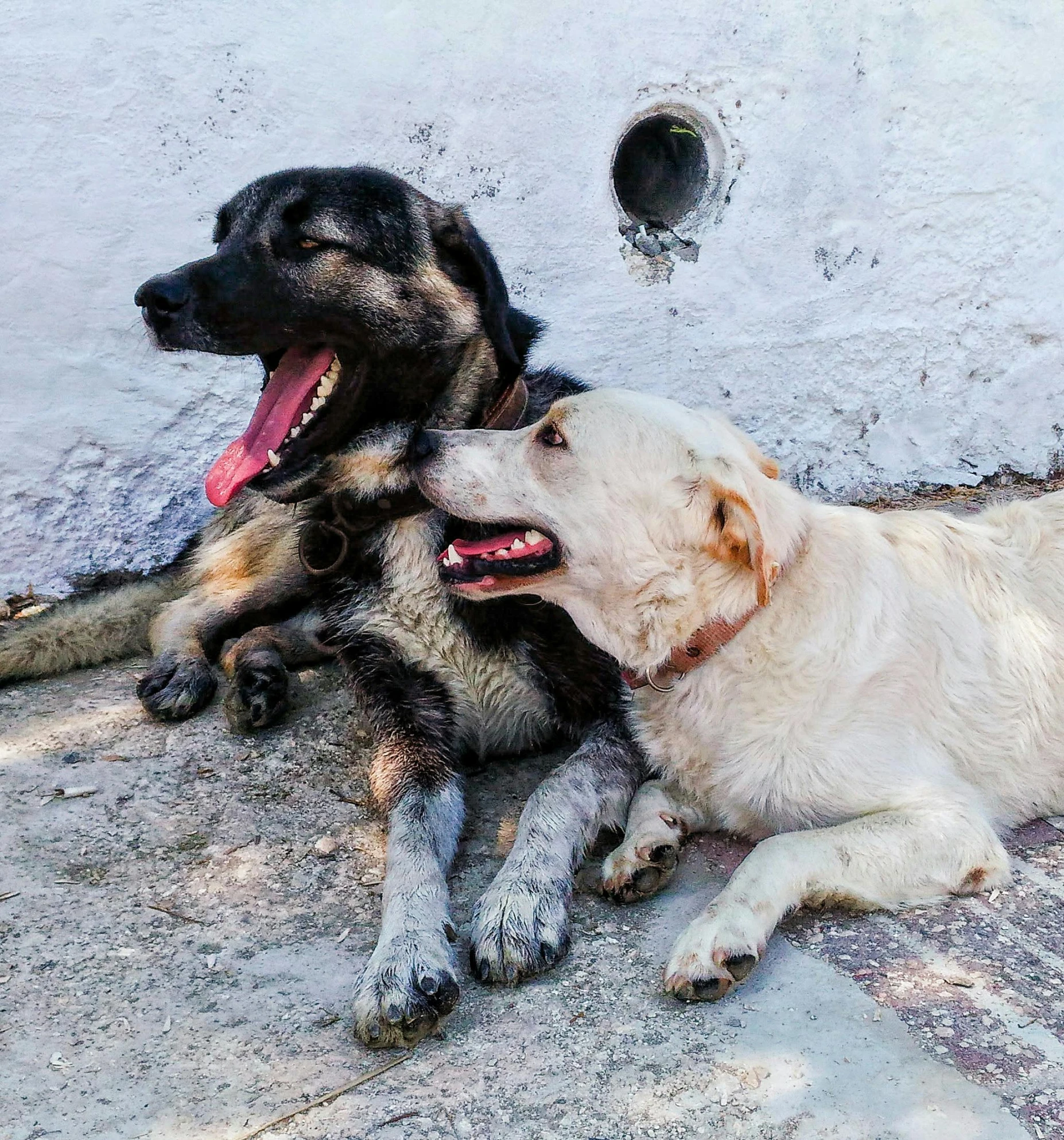 two dogs lying on the ground with their mouths open