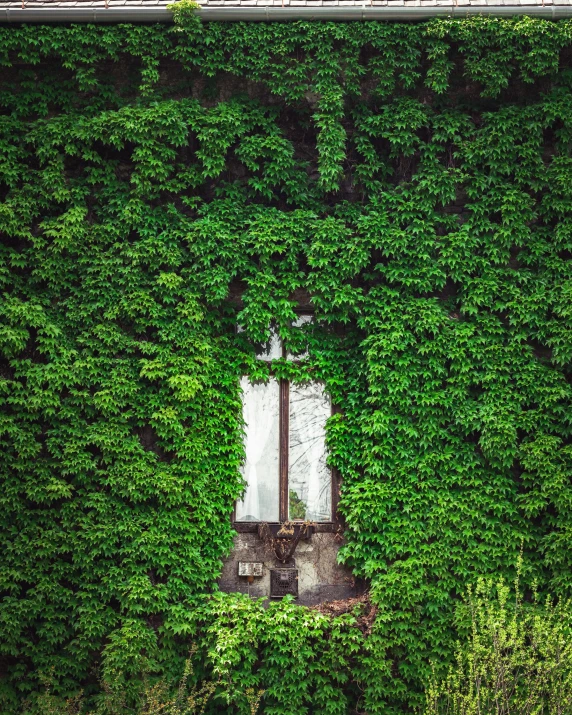 the wall is covered with an old window