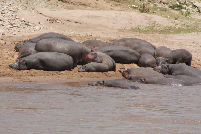several hippo's that are sitting in the dirt near water