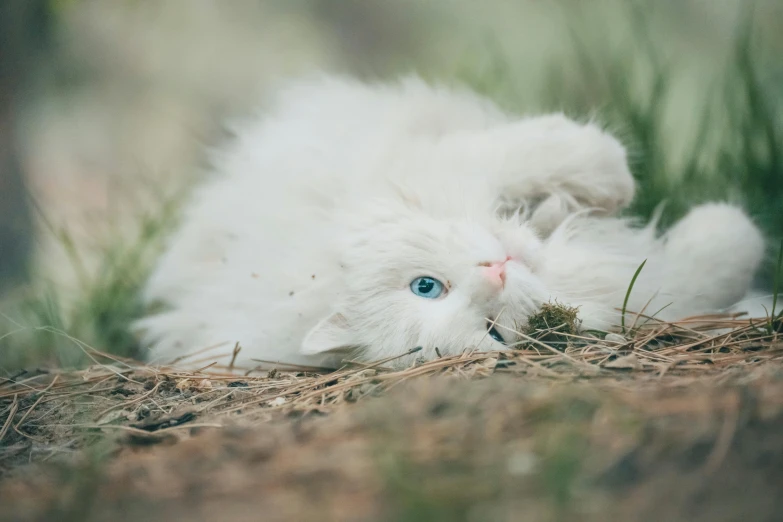 a white cat with blue eyes lying in the grass