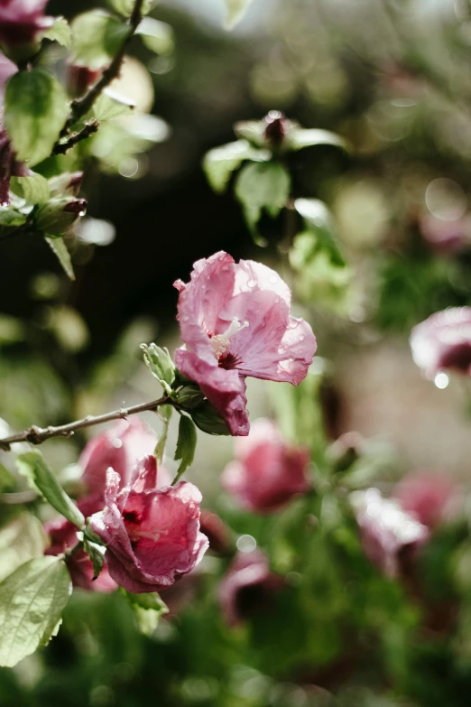 pink flowers and green leaves in a park