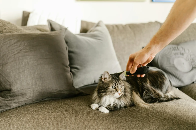 a person is combing a cat while laying on the couch