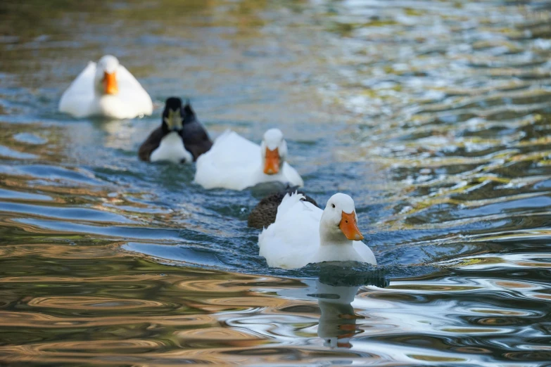 ducks on the water floating and eating from their mouths