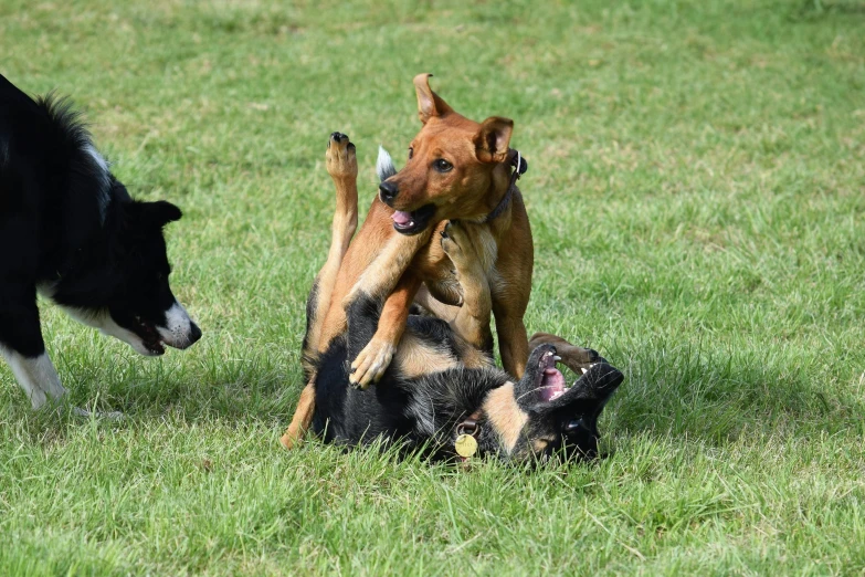 two dogs fighting over an adult dog on the grass