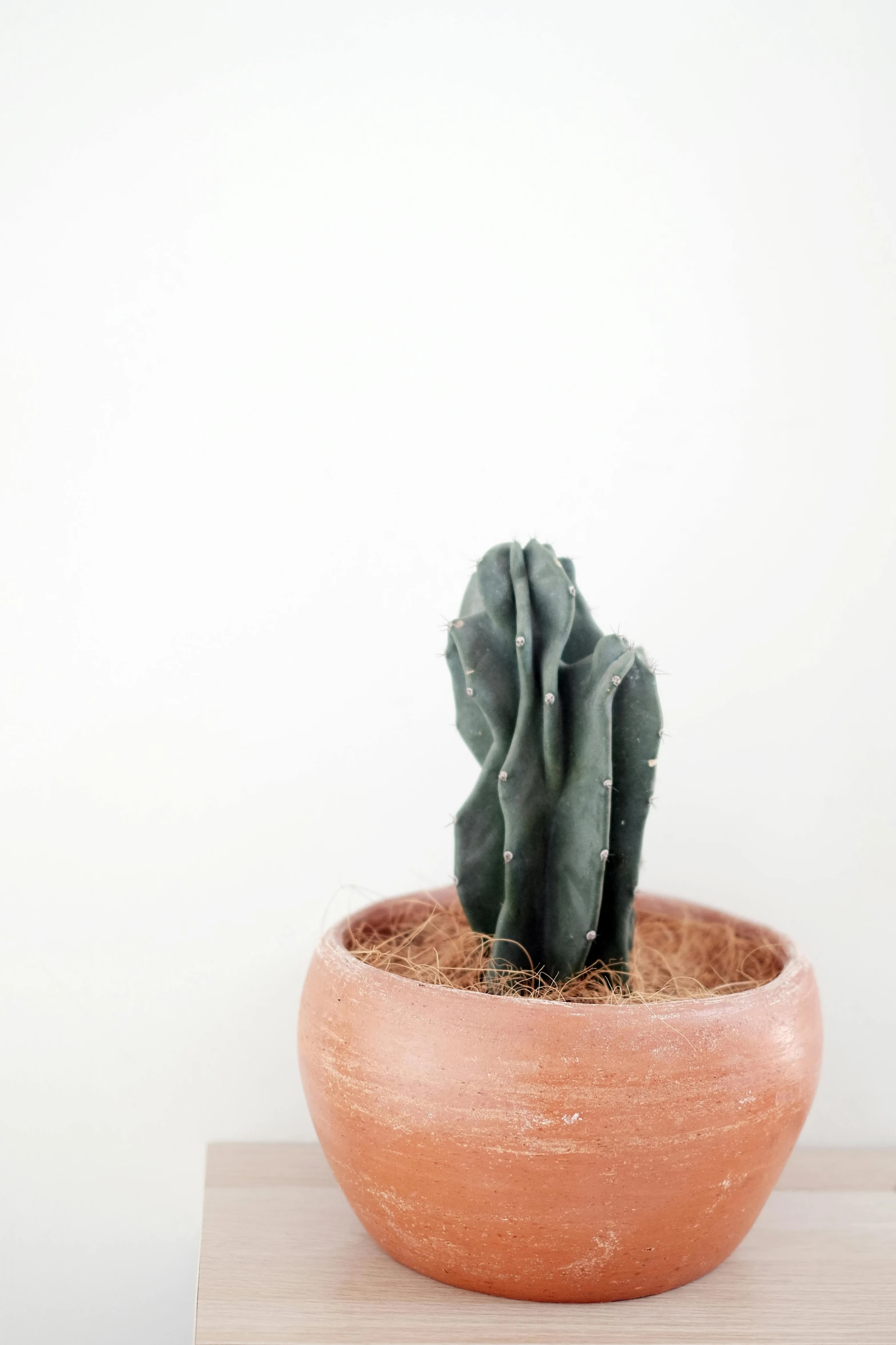 a cactus is growing in a ceramic pot