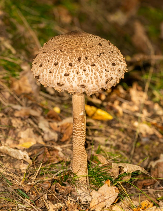 a small mushroom standing on the ground in the middle of autumn