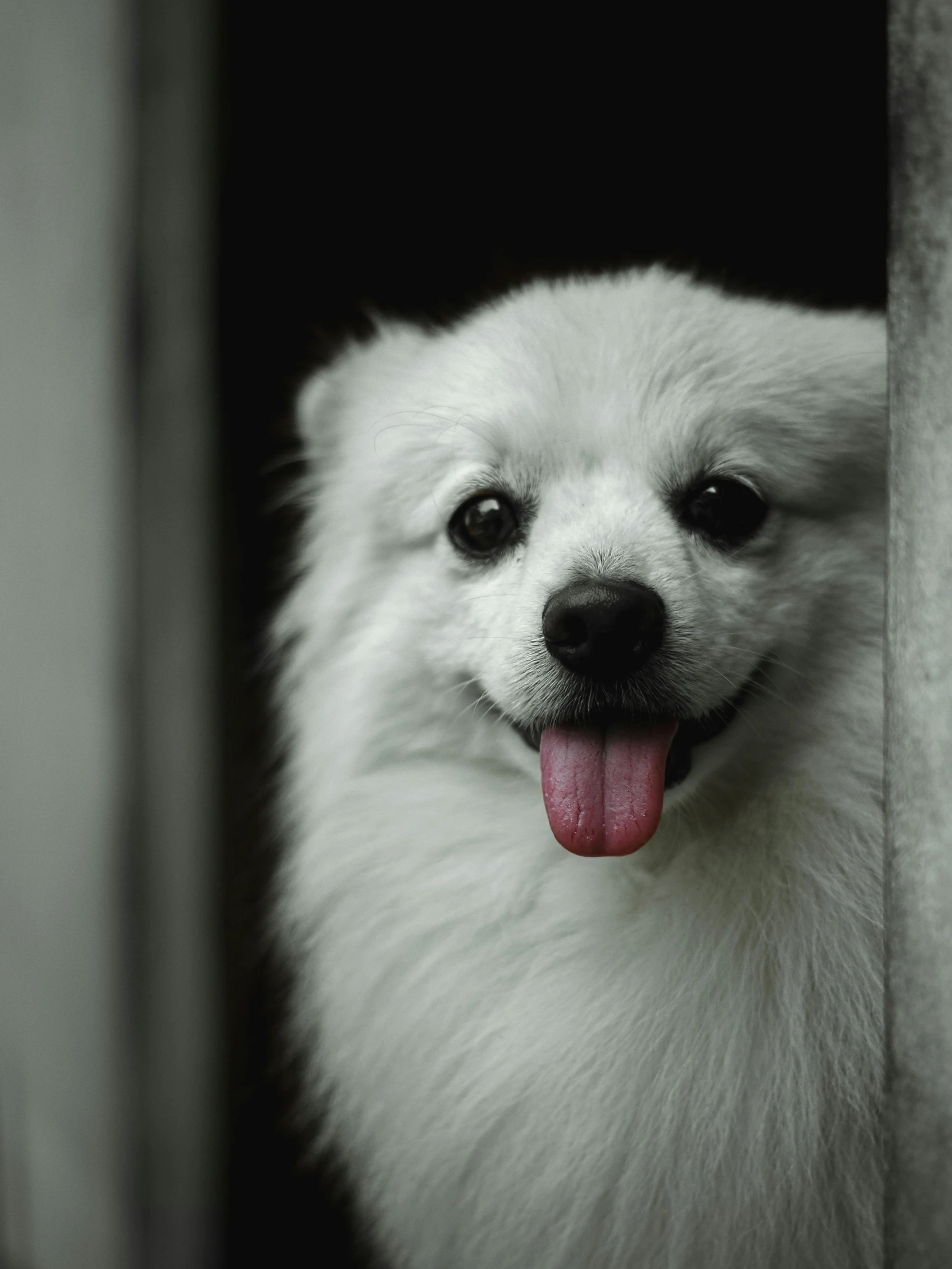a dog sticking its tongue out from a window