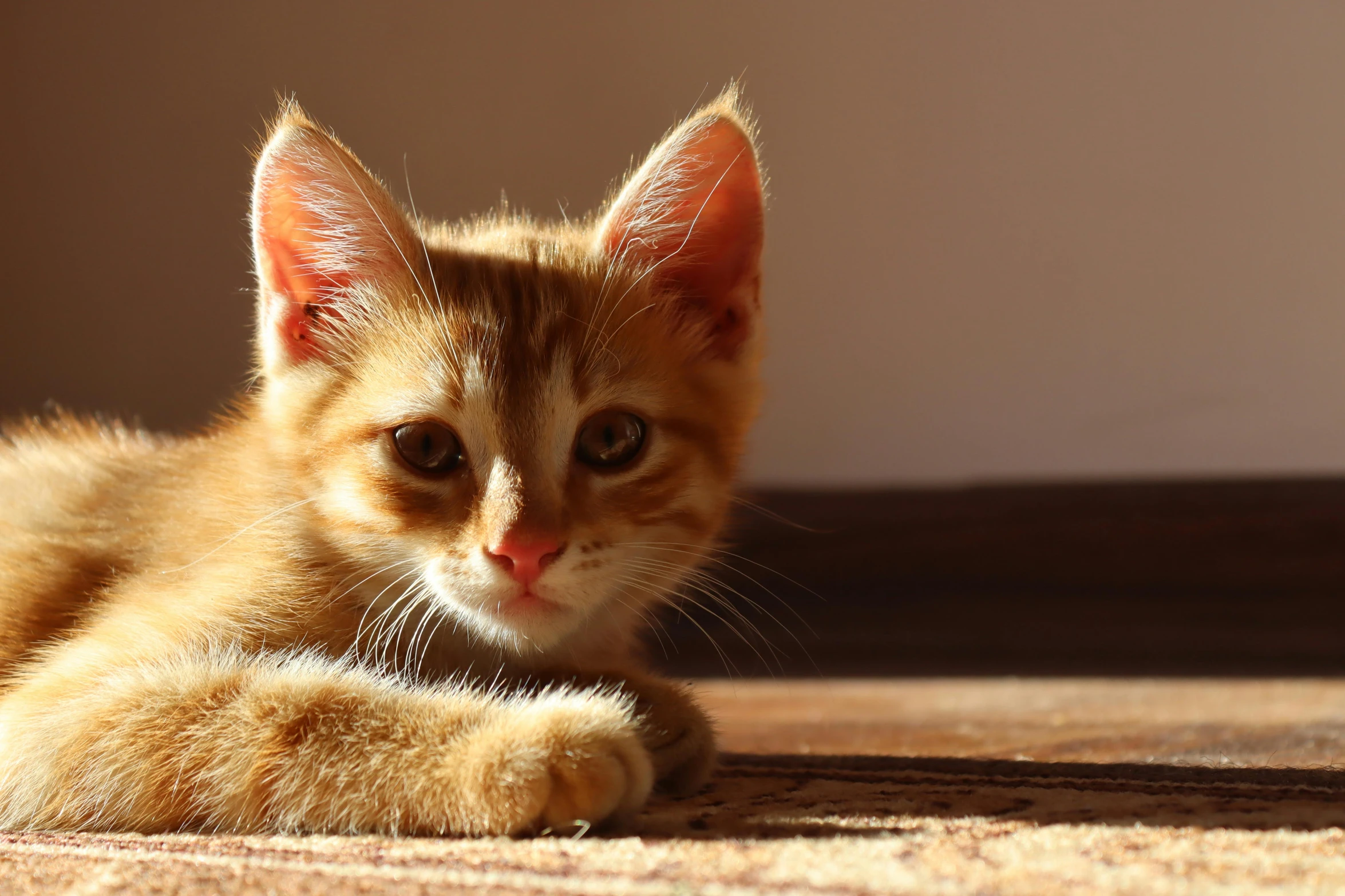 an orange cat laying on the floor and looking up