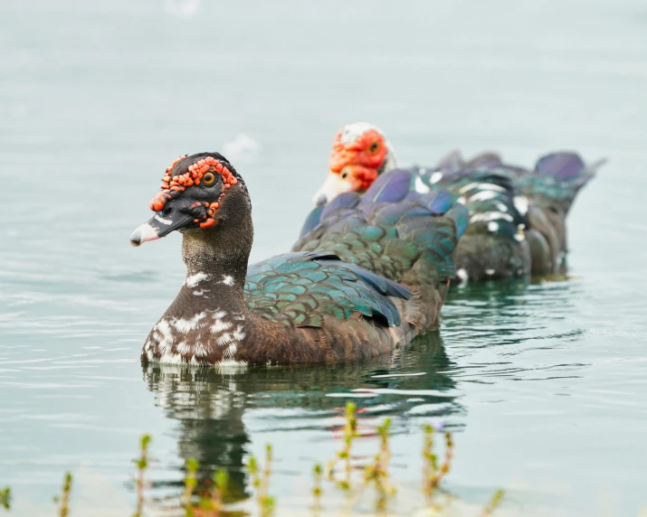 a group of colorful ducks floating on top of water