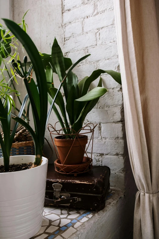 a couple of plants are sitting on some books