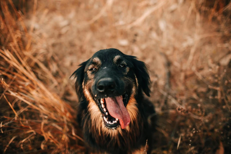 the dog is enjoying the warmth out in the tall grass