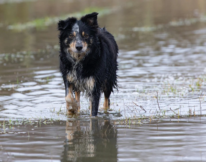 there is a black dog in the water