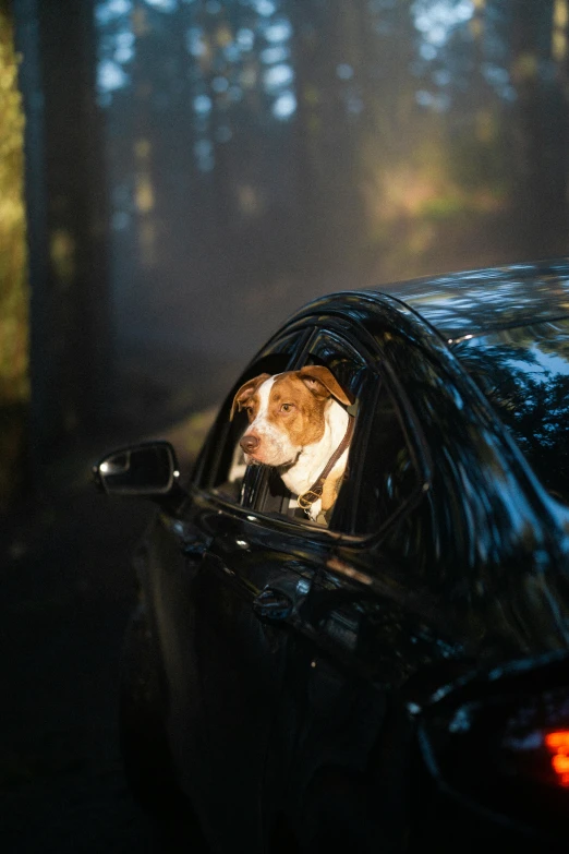 a dog looks out the window of a car in the sun