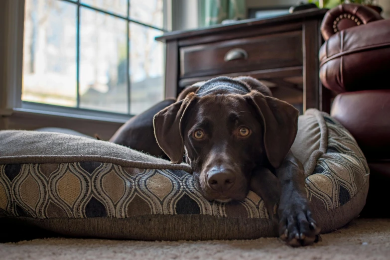 a close up of a dog laying on a pillow