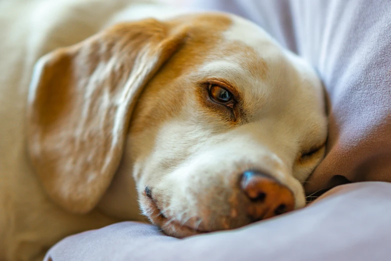 a yellow lador laying on a couch with a pillow