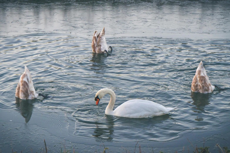 swans floating on a lake while another sits in the middle of it