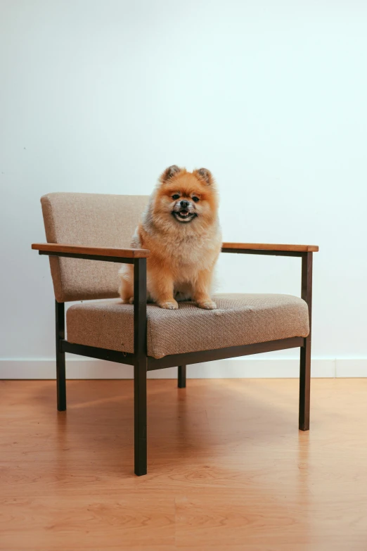 a small dog sits on an armchair chair