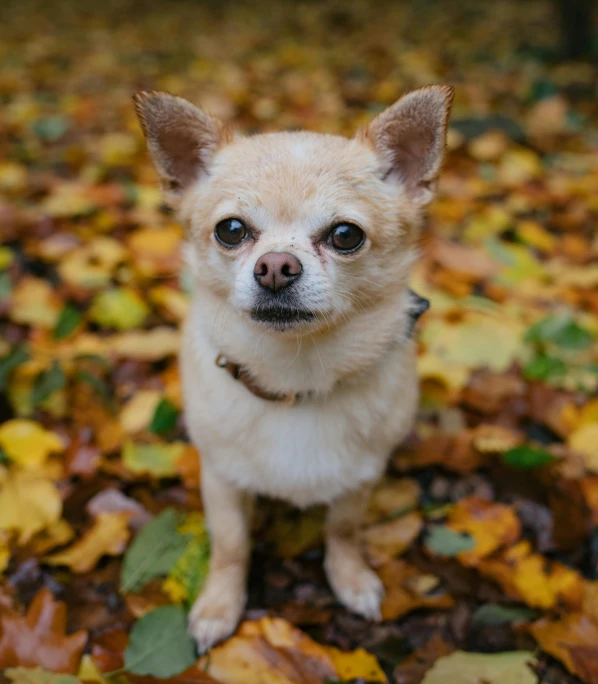 the small dog looks to be happy with the camera lens on