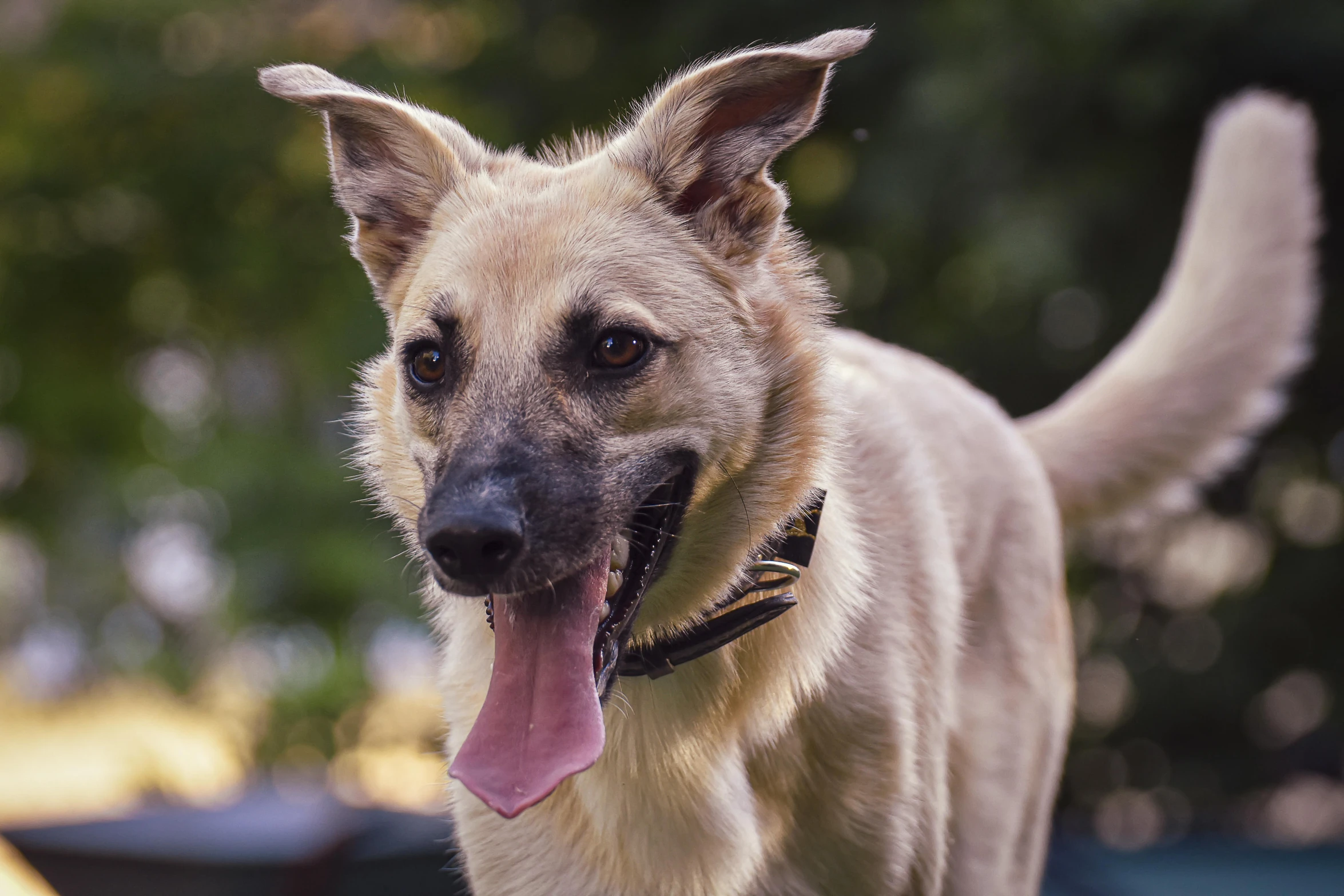 a dog stands near a vehicle and stares at the camera