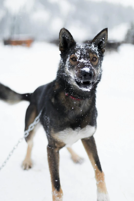 a small dog is standing on the snow