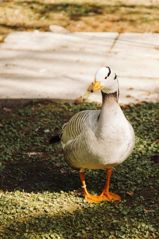 a goose is standing outside on the grass