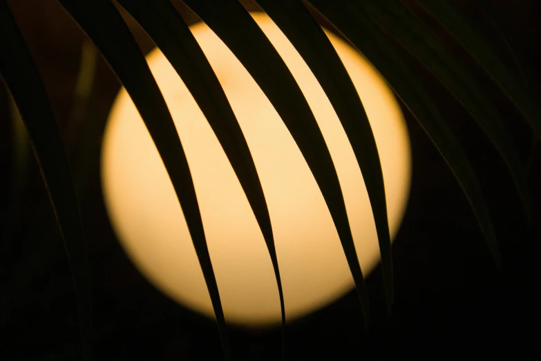 the view through a large vase with thin black lines in the center