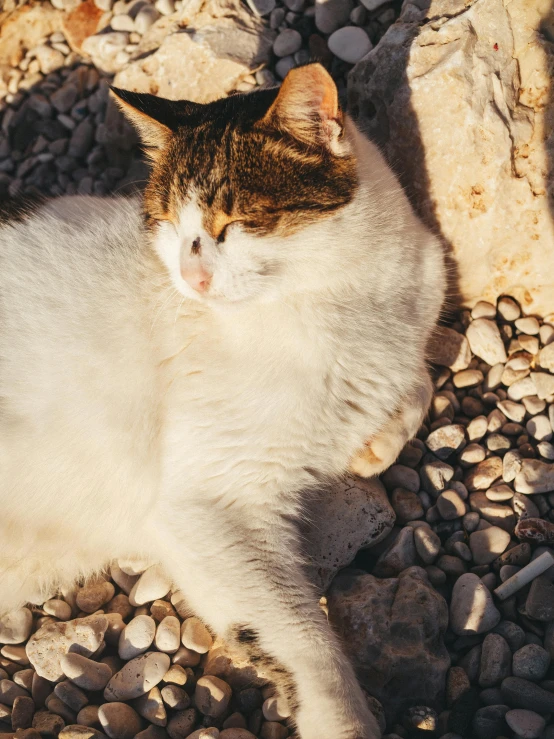 the cat is laying down next to the rocks