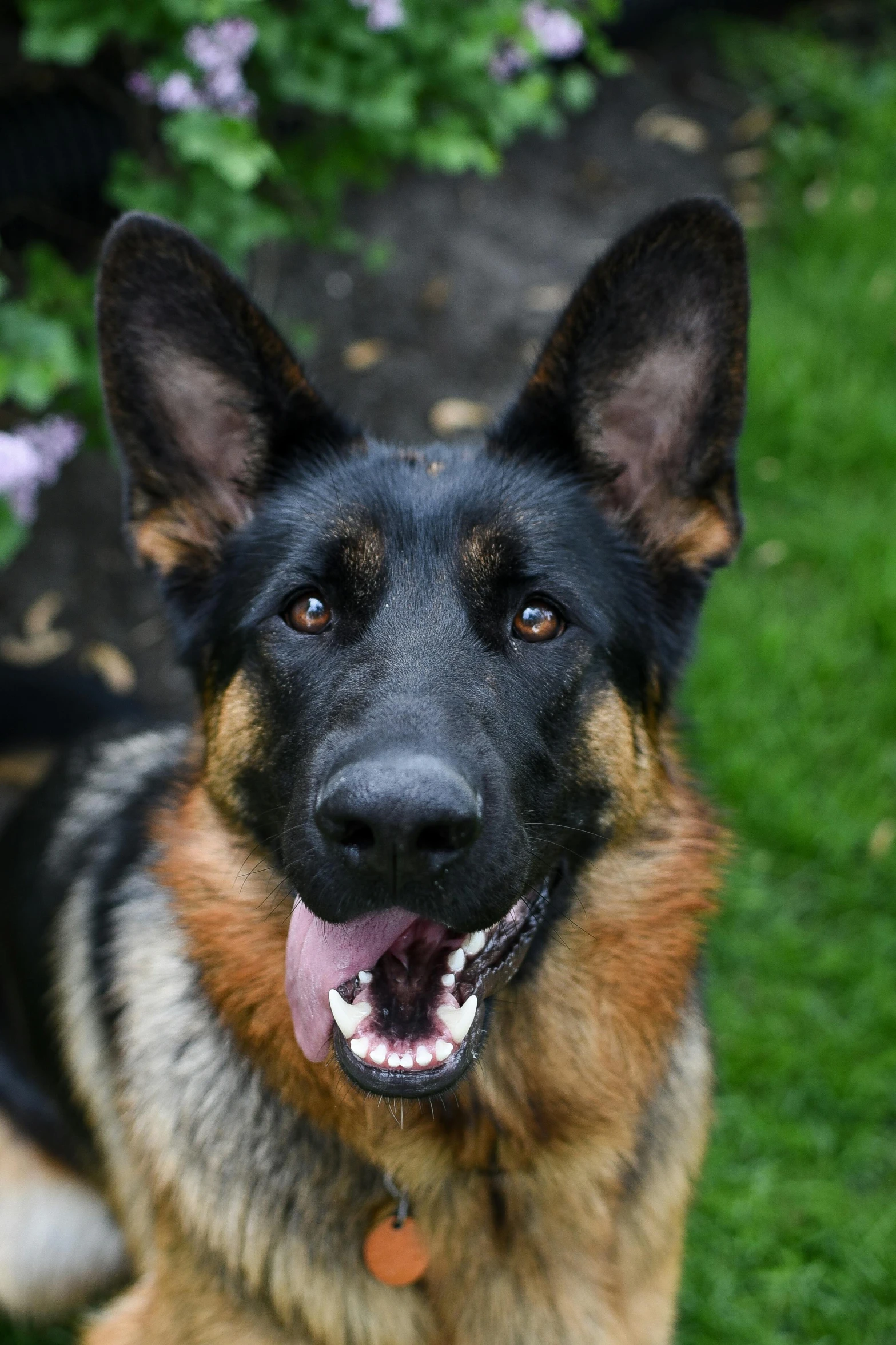 a dog standing on some grass with its mouth open