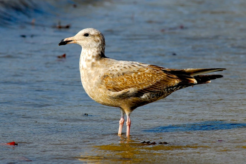 a bird stands on the sand by itself