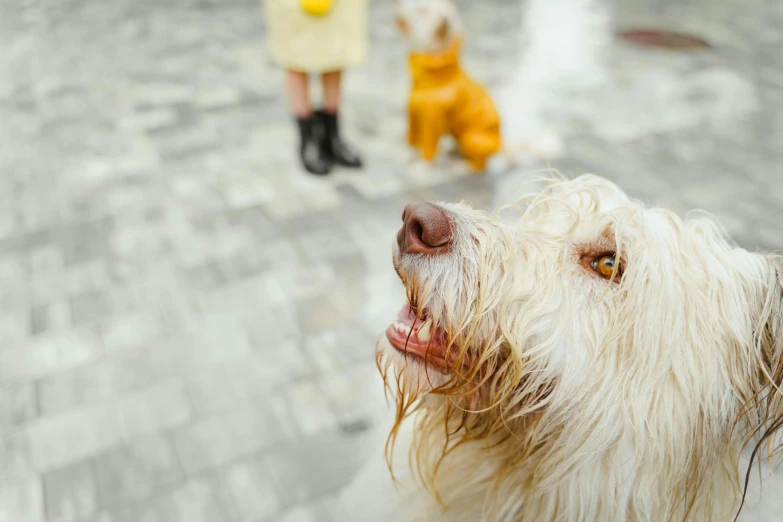 a close up of a dog wearing a yellow coat