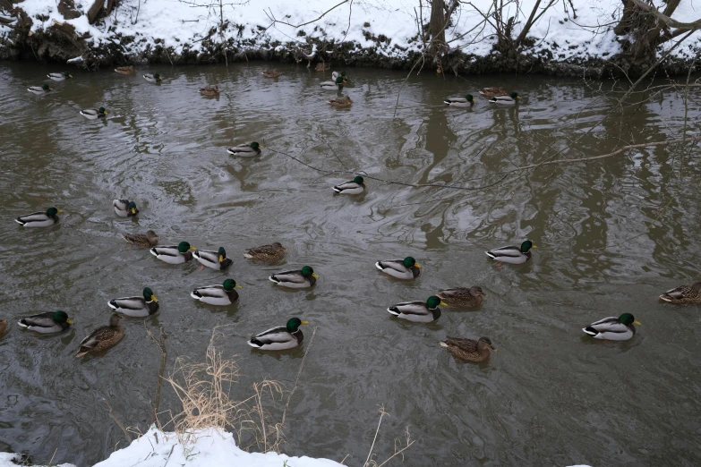 a large group of ducks standing on the edge of a river