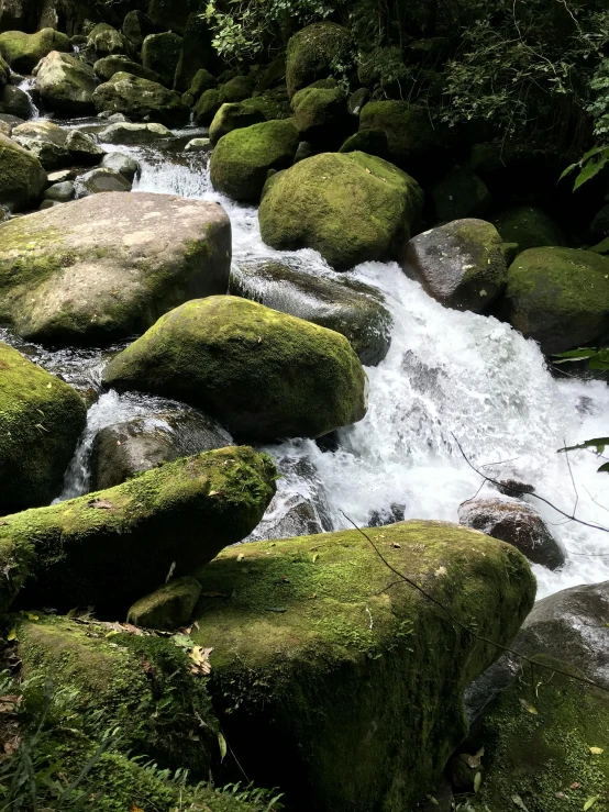 a stream flows through a forest filled with rocks