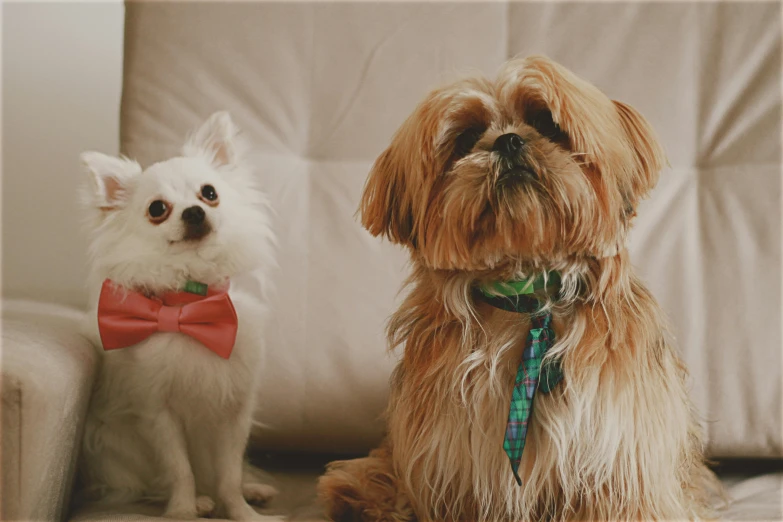 the dog has been wearing a bow tie as it is sitting next to the dog