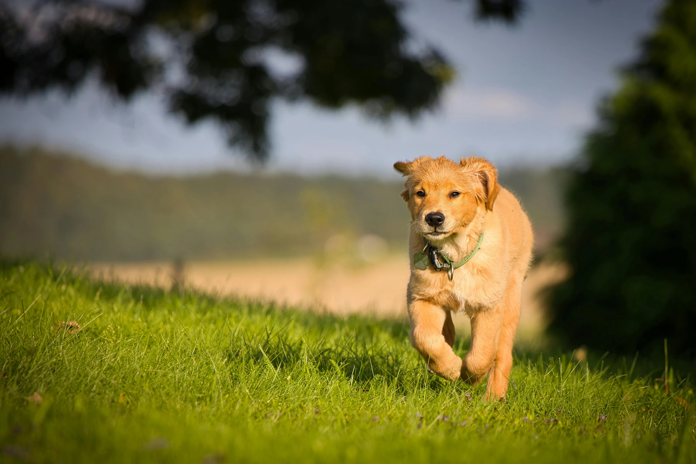 a dog running in the grass in a field