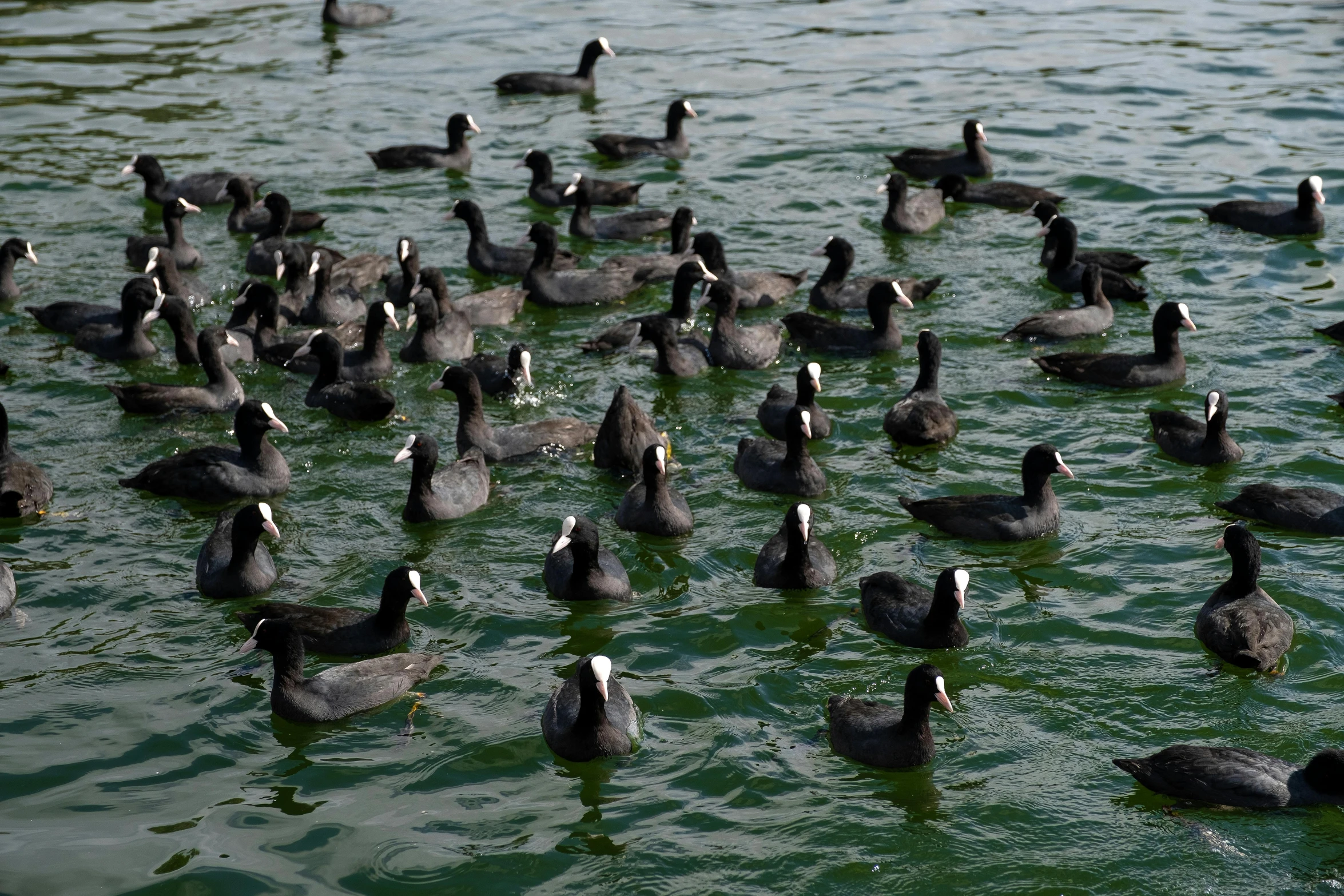 a flock of ducks floating across a lake together