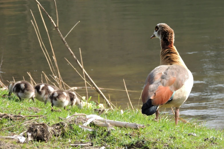 a large duck standing on top of grass near the water